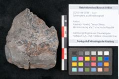 Foto (Objekt + Etikett) von Sphenopteris acutifolia Brongniart (NHMW-GEO-2024-0188-10795)